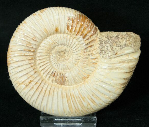 Perisphinctes Ammonite - Jurassic #17065